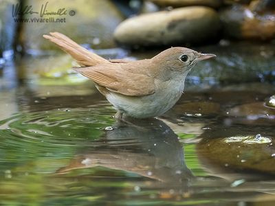 Usignolo (Luscinia megarhynchos)