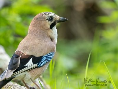 Ghiandaia (Garrulus glandarius)