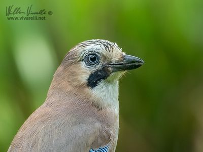 Ghiandaia (Garrulus glandarius)