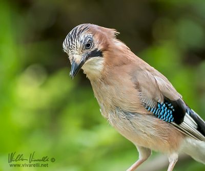 Ghiandaia (Garrulus glandarius)