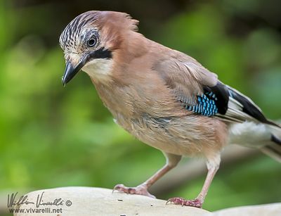 Ghiandaia (Garrulus glandarius)