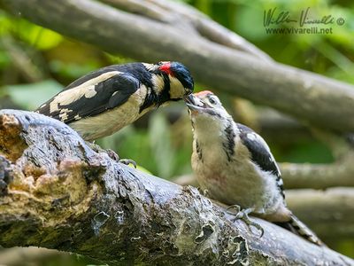Picchio rosso maggiore (Dendrocopos major)