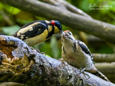 Picchio rosso maggiore (Dendrocopos major)