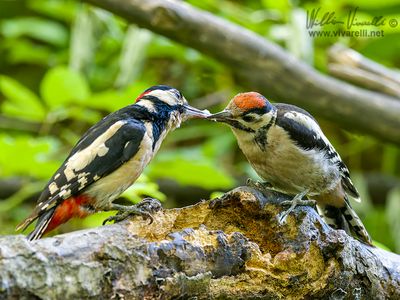 Picchio rosso maggiore (Dendrocopos major)