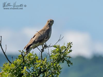 Falco pecchiaiolo (Pernis apivorus)