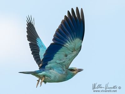 Ghiandaia marina (Coracias garrulus)