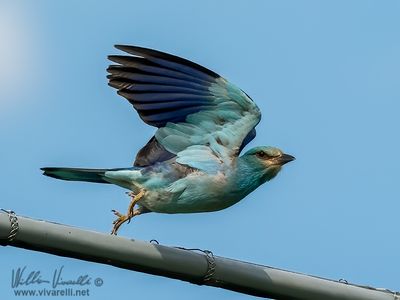 Ghiandaia marina (Coracias garrulus)