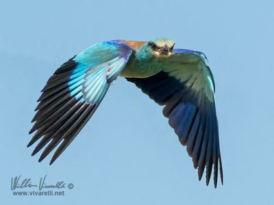 Ghiandaia marina (Coracias garrulus)