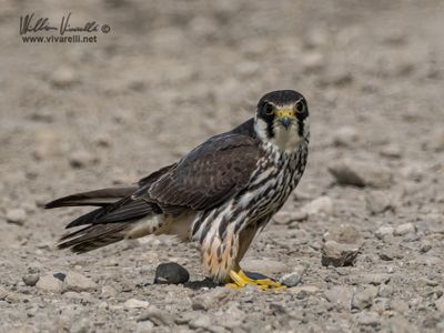 Lodolaio (Falco subbuteo)