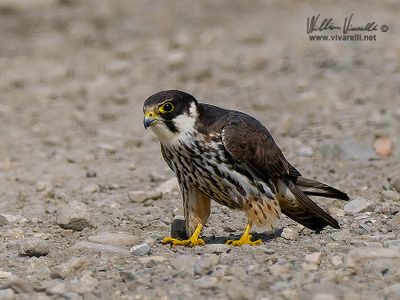 Lodolaio (Falco subbuteo)