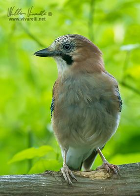 Ghiandaia (Garrulus glandarius)