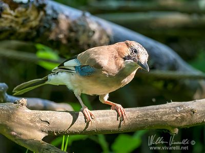 Ghiandaia (Garrulus glandarius)