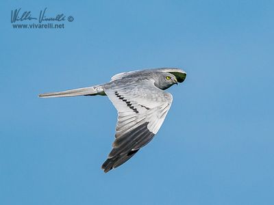 Albanella minore (Circus pygargus)