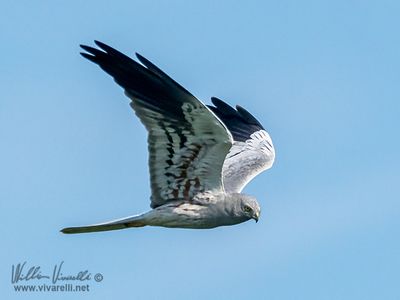 Albanella minore (Circus pygargus)