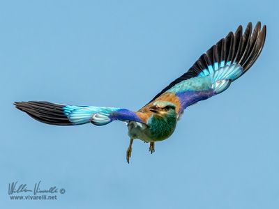 Ghiandaia marina (Coracias garrulus)