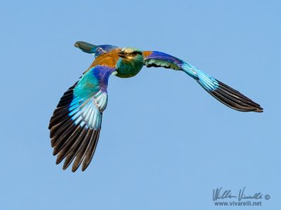Ghiandaia marina (Coracias garrulus)
