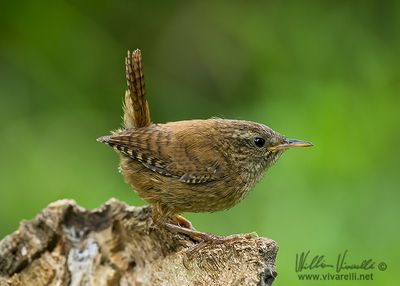 Scricciolo (Troglodytes troglodytes)