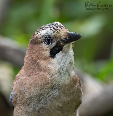 Ghiandaia (Garrulus glandarius)
