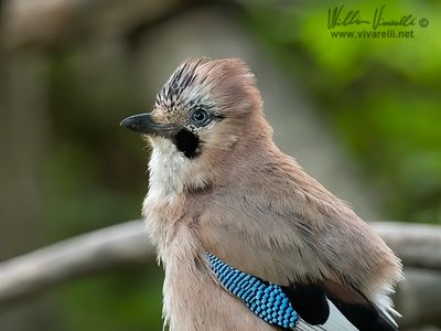 Ghiandaia (Garrulus glandarius)