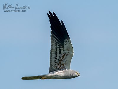 Albanella minore (Circus pygargus)