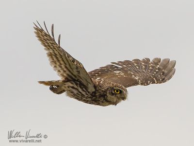Civetta (Athene noctua)