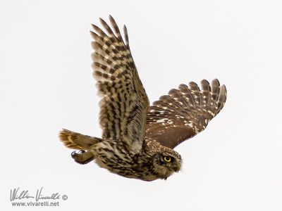 Civetta (Athene noctua)