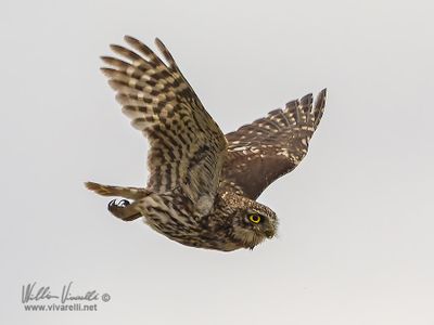 Civetta (Athene noctua)