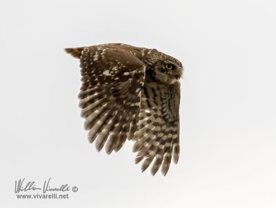 Civetta (Athene noctua)