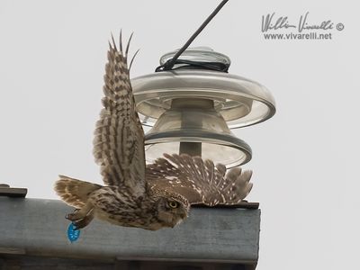 Civetta (Athene noctua)