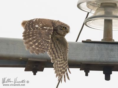 Civetta (Athene noctua)