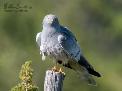 Albanella minore (Circus pygargus)