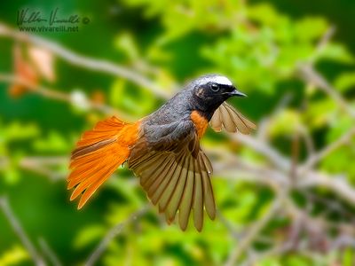 Codirosso (Phoenicurus phoenicurus)