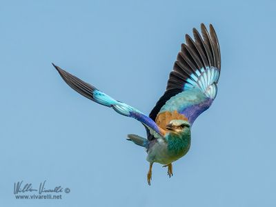 Ghiandaia marina (Coracias garrulus)