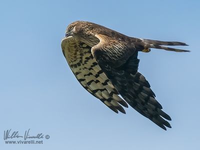 Albanella minore (Circus pygargus)