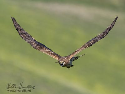 Albanella minore (Circus pygargus)