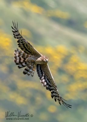 Albanella minore (Circus pygargus)