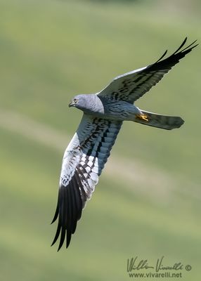 Albanella minore (Circus pygargus)
