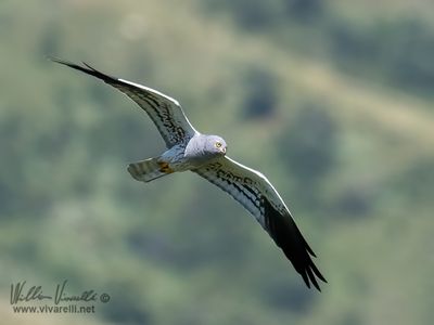 Albanella minore (Circus pygargus)