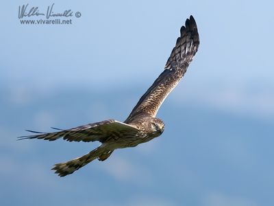 Albanella minore (Circus pygargus)