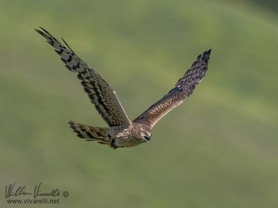 Albanella minore (Circus pygargus)