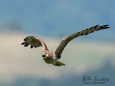 Albanella minore (Circus pygargus)
