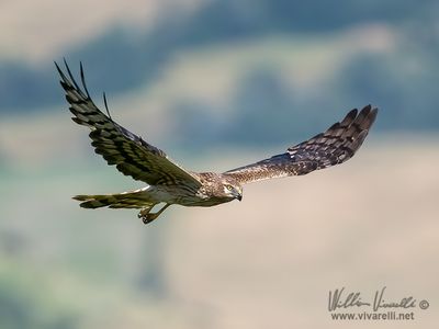 Albanella minore (Circus pygargus)