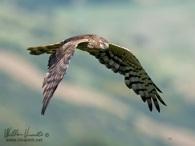 Albanella minore (Circus pygargus)