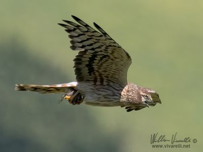 Albanella minore (Circus pygargus)