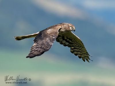 Albanella minore (Circus pygargus)