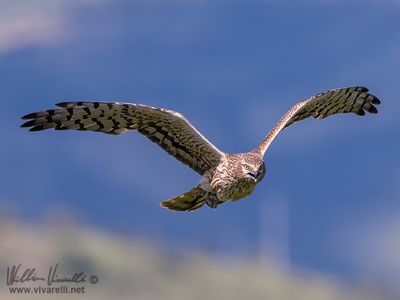 Albanella minore (Circus pygargus)