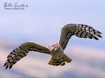 Albanella minore (Circus pygargus)