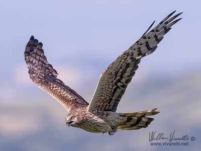 Albanella minore (Circus pygargus)