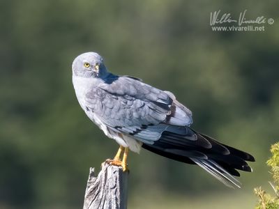 Albanella minore (Circus pygargus)
