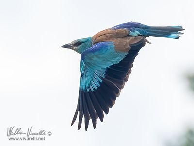 Ghiandaia marina (Coracias garrulus)